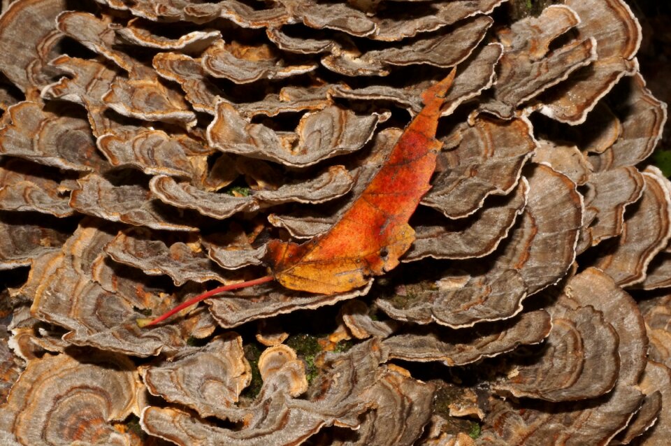 Woods autumn forest photo