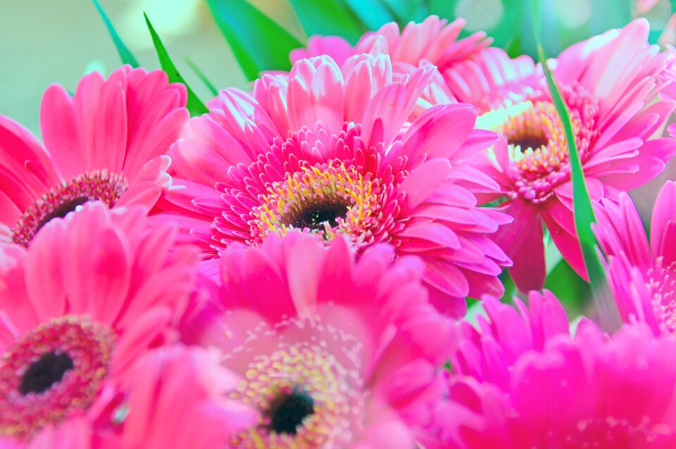 Pink gerbera flower flowers