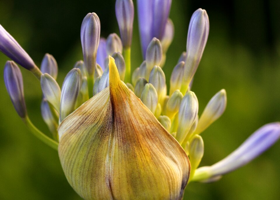 Plant petals flower