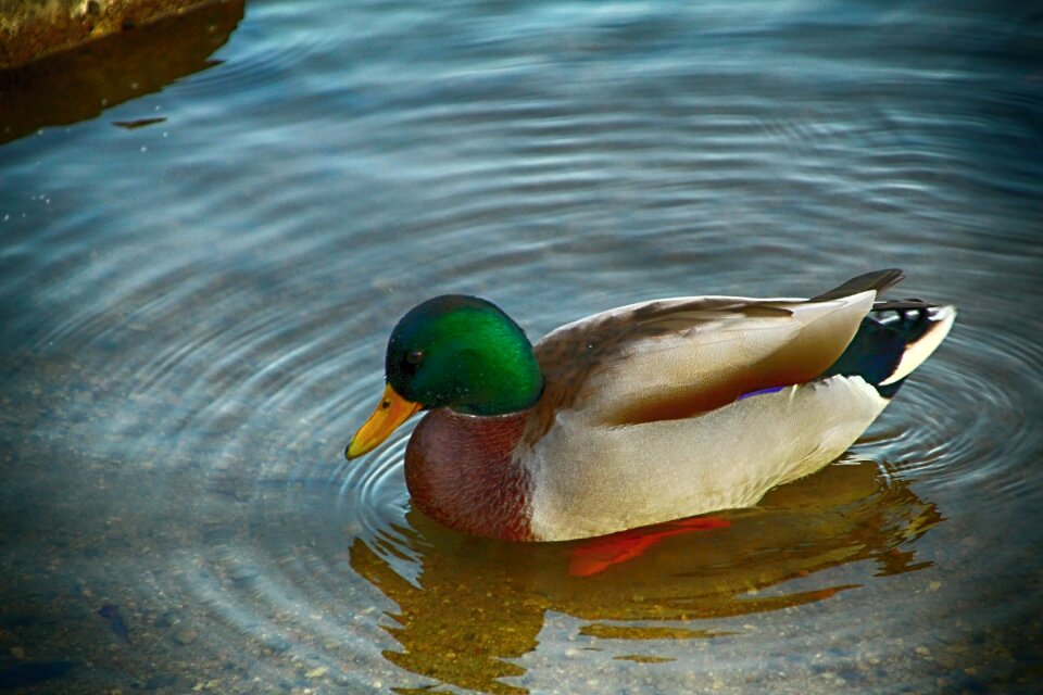 Duck water pond