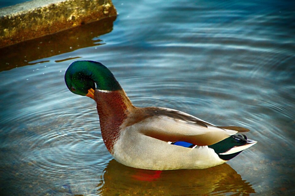 Duck water pond photo