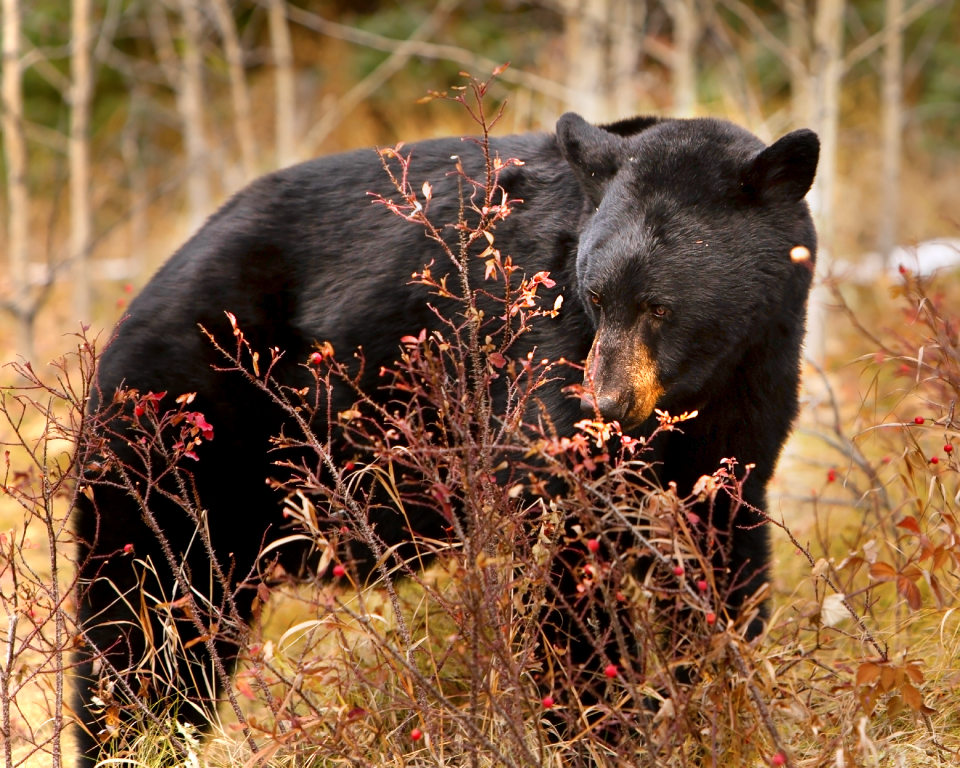 Bear jasper animal