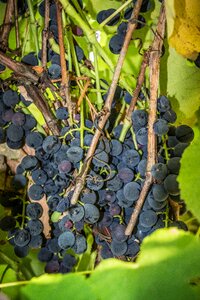 Plants viticulture the grapes