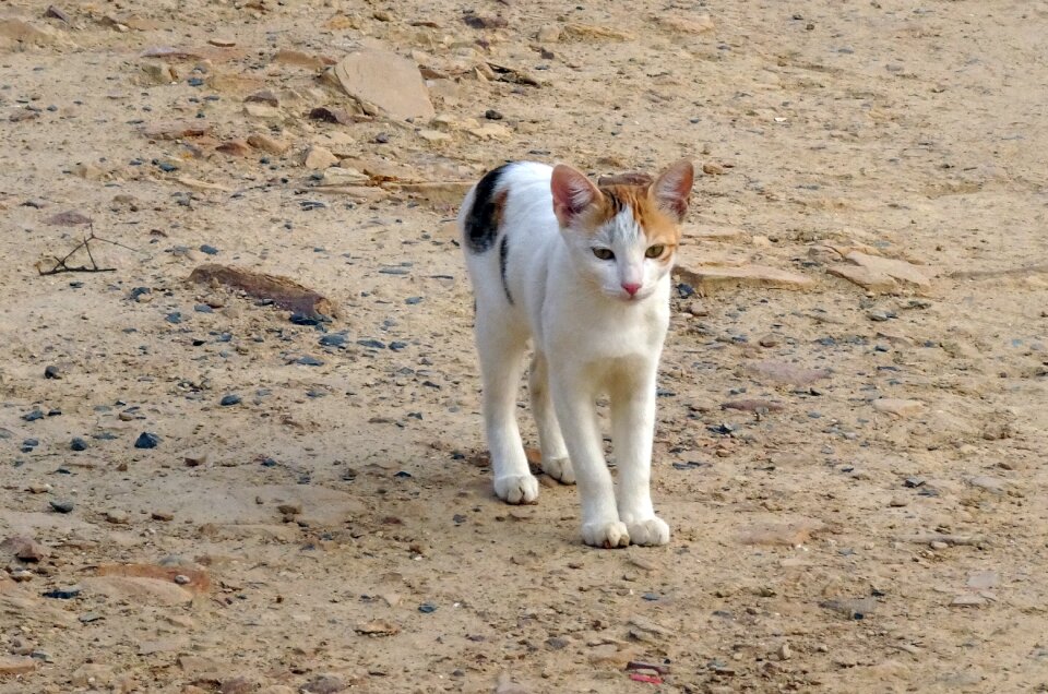 Domestic pet animal
