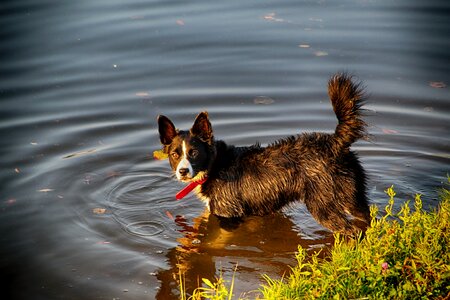 Dog water animal photo