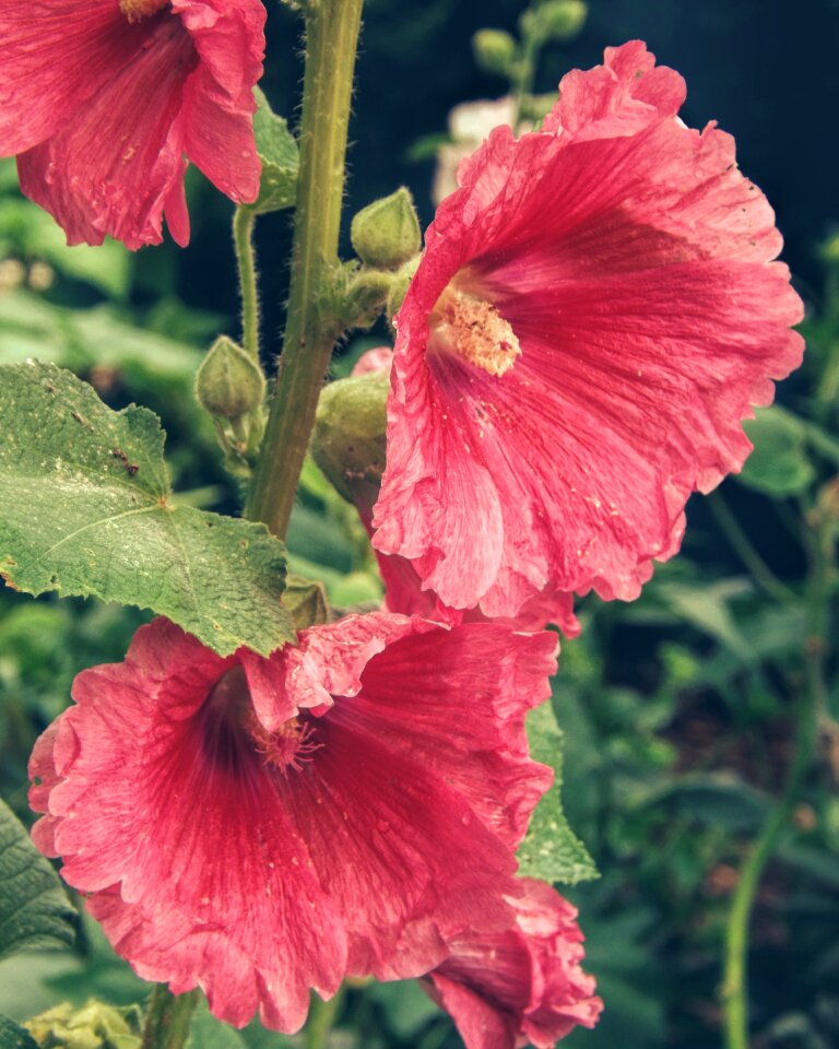 Summer old-fashioned soft colors