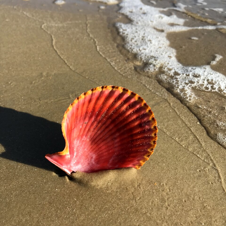 Orange sand nature