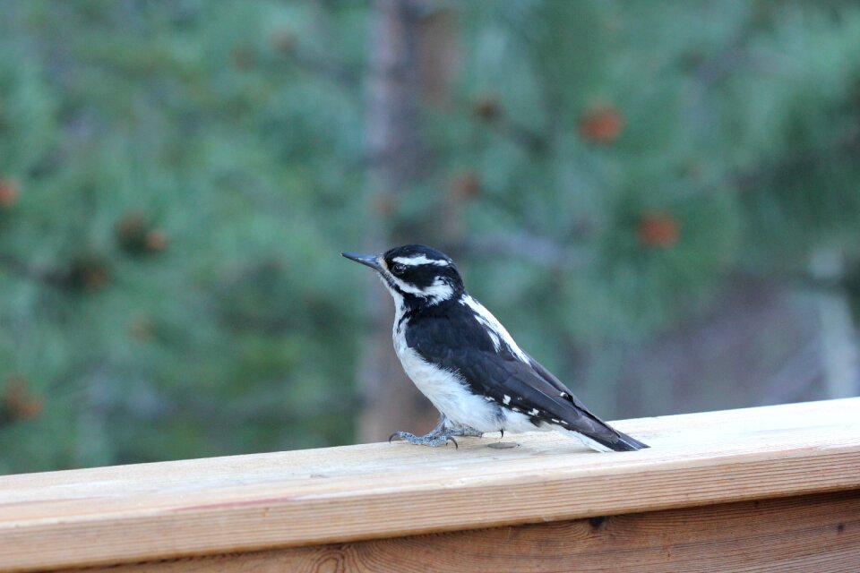 Downy woodpecker cute cute bird