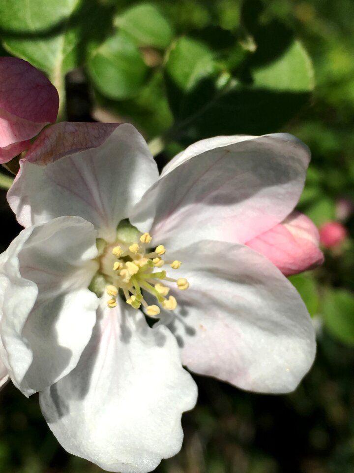 Spring pink white