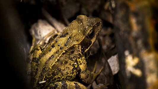 Amphibian nature animal