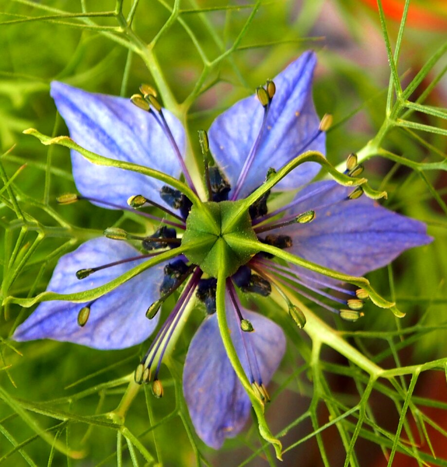 Blossom bloom flowers