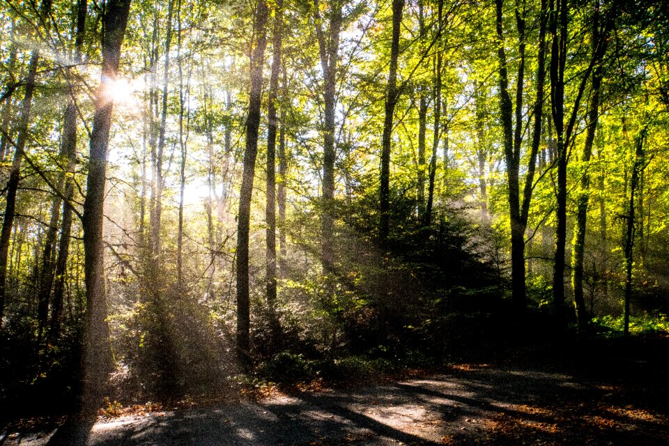 Nature landscape trees photo