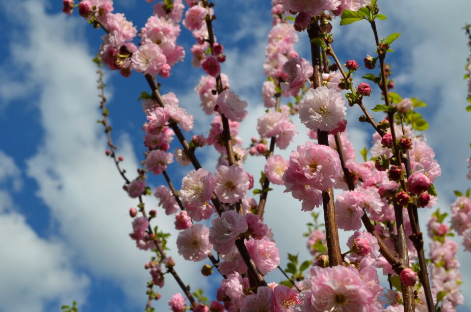 Flowers almond tree almond blossom
