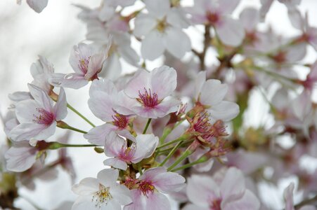 Cherry blossoms japan landscape photo