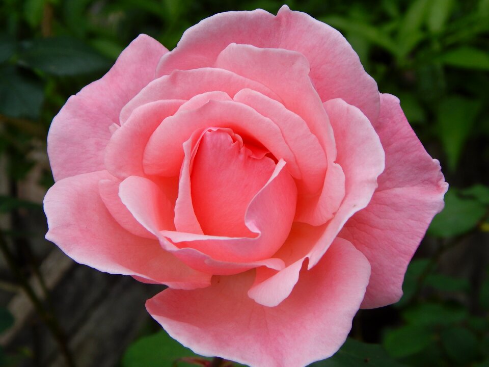 Flat petal nature