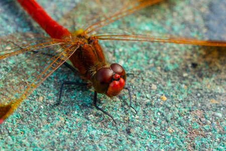 Macro snow red dragonfly
