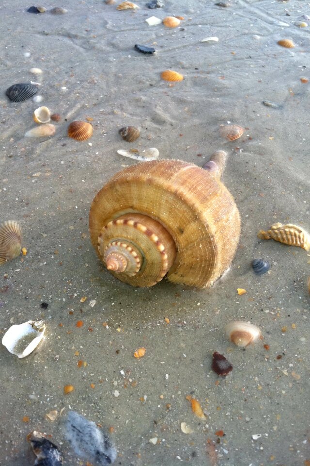 Beach seashells shells