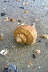 Beach seashells shells photo