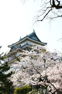 Cherry blossoms japan city