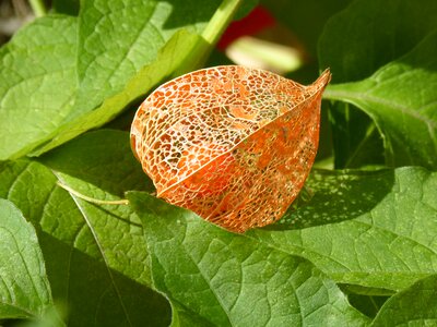 Plant network nature