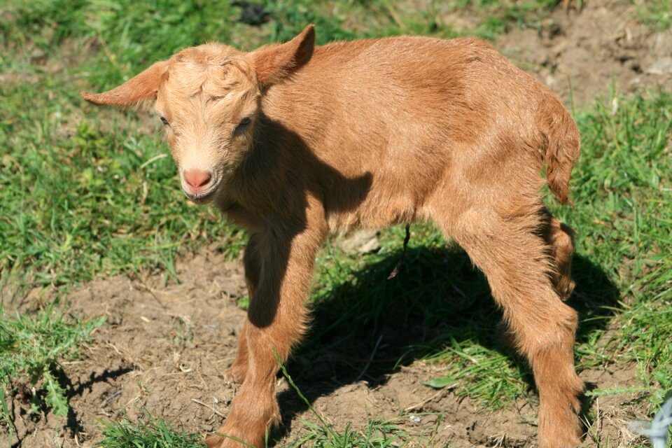 Golden guernsey goat newborn goat kid
