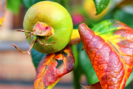 Fruiting maturation vruchten van de roos
