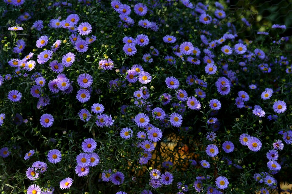 Bush beauty supplies