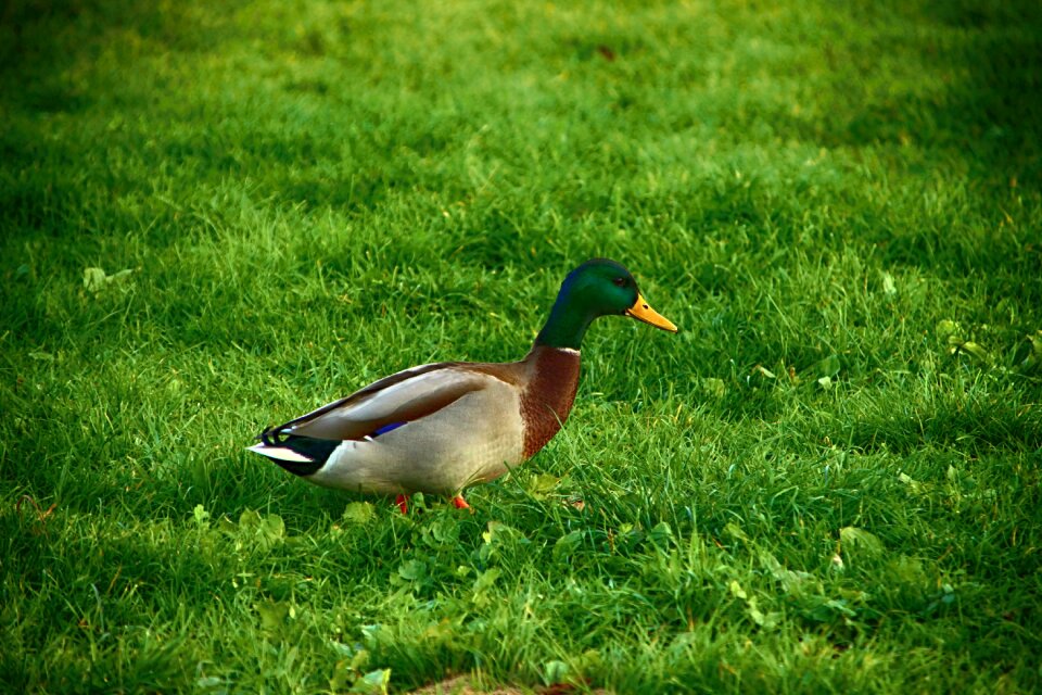 Duck grass pond