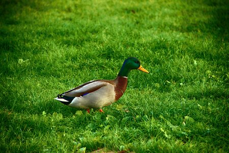 Duck grass pond