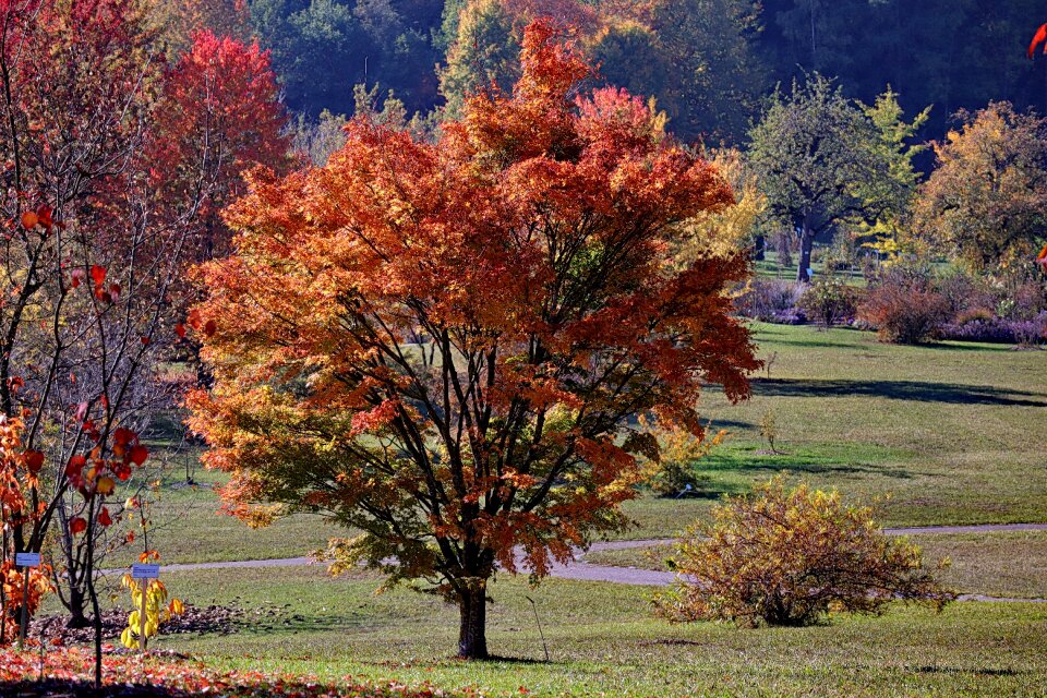Autumn emerge fall leaves