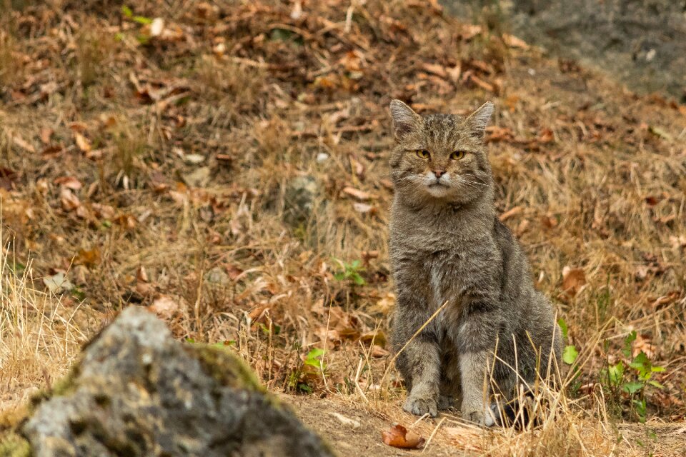 Bad mergentheim animal world wild animal