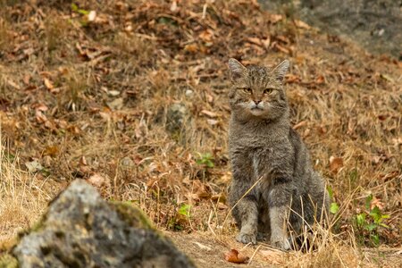 Bad mergentheim animal world wild animal photo