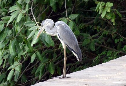 Wader bird ardeidae photo