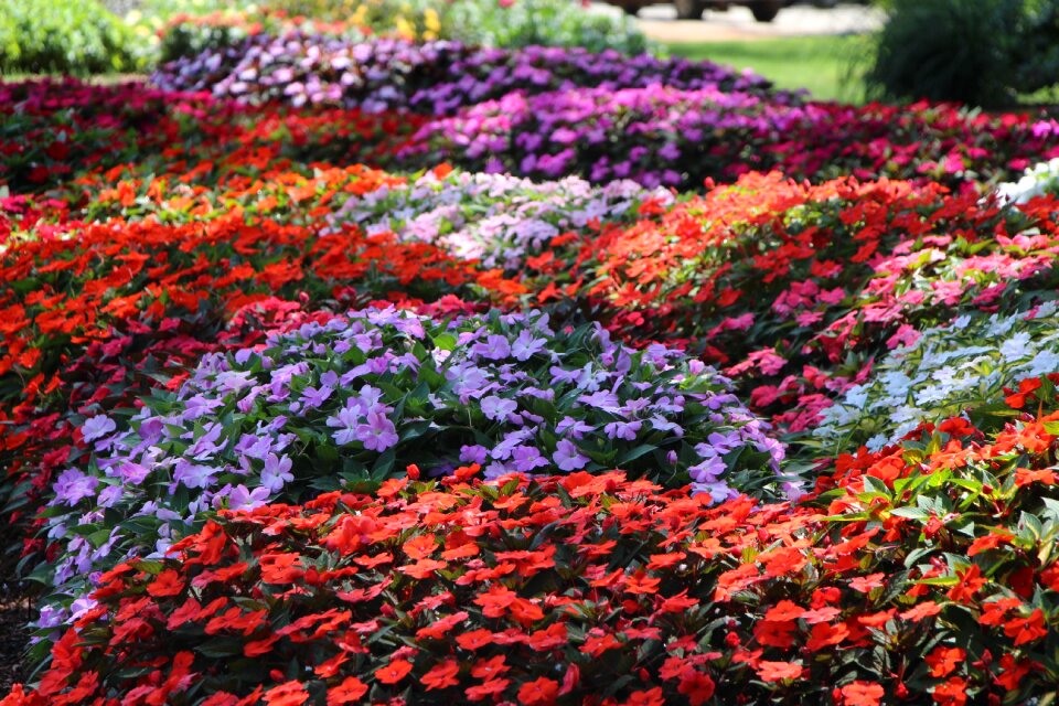 Garden flowers
