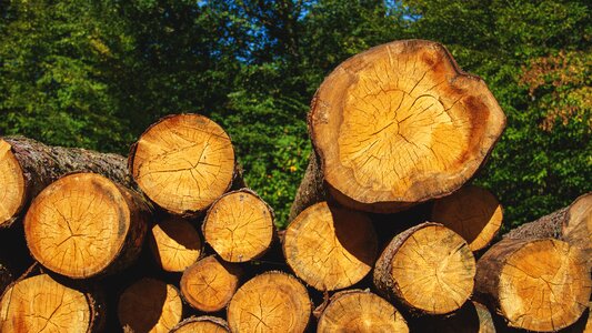 Firewood stack forest