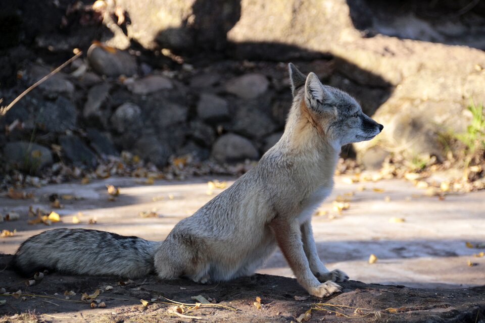 Nature animal world cute