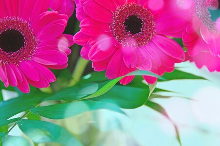 Pink gerbera flower flowers