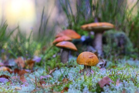 Forest moss edible photo