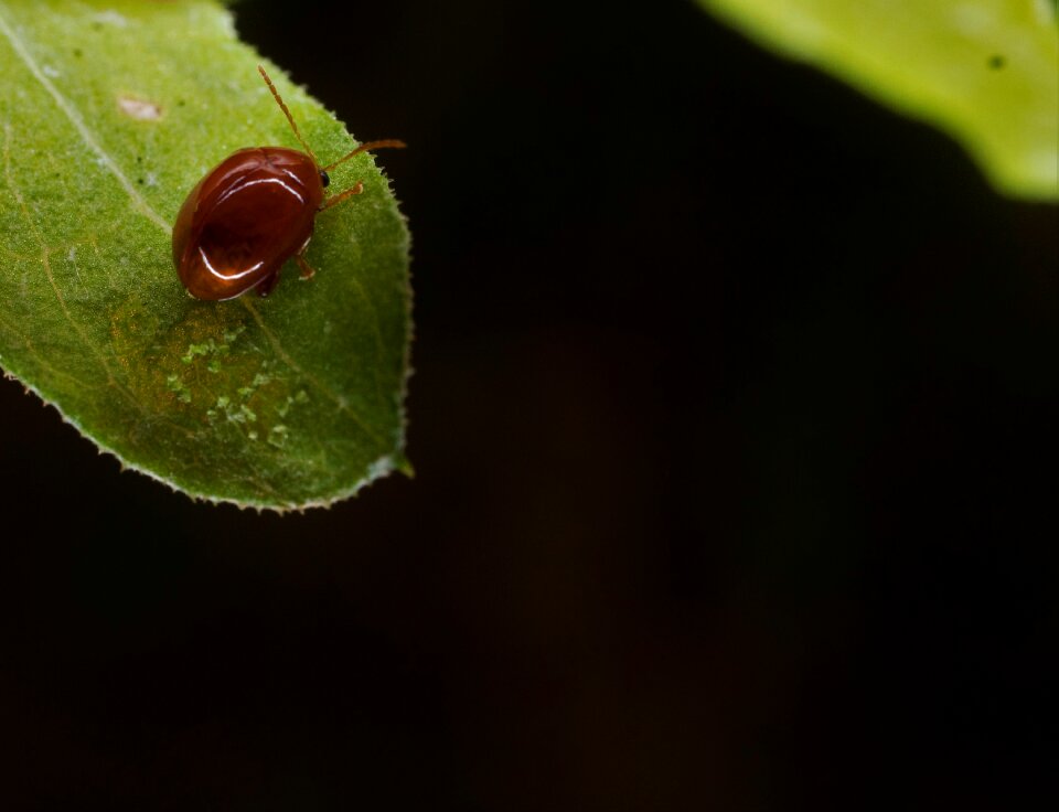 Macro-photography insect nature