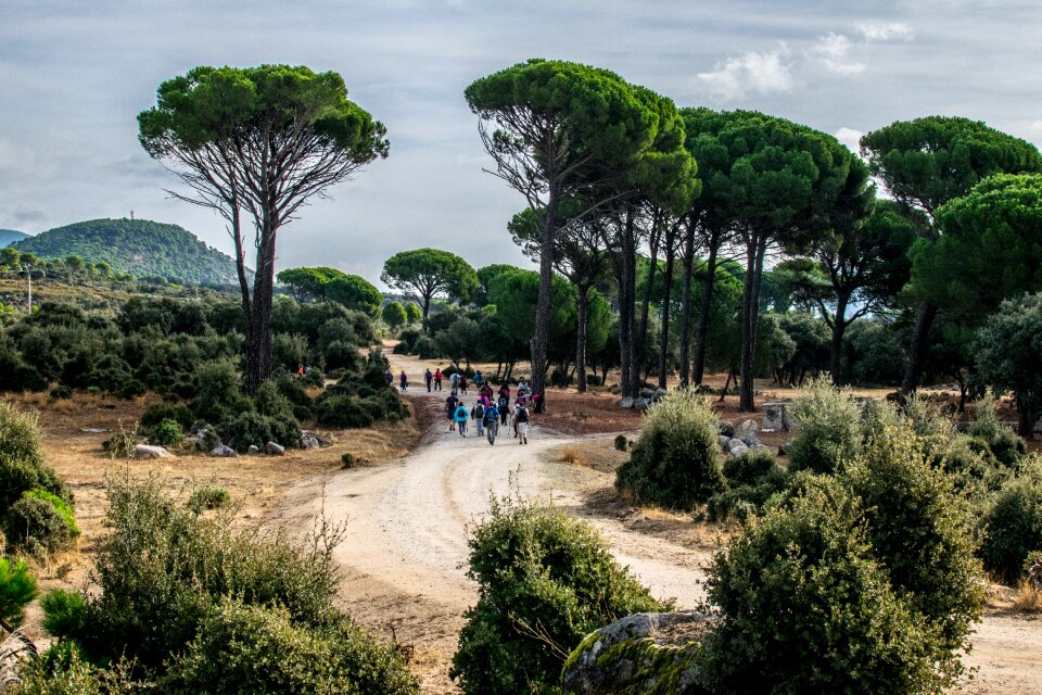 Walk landscape trees