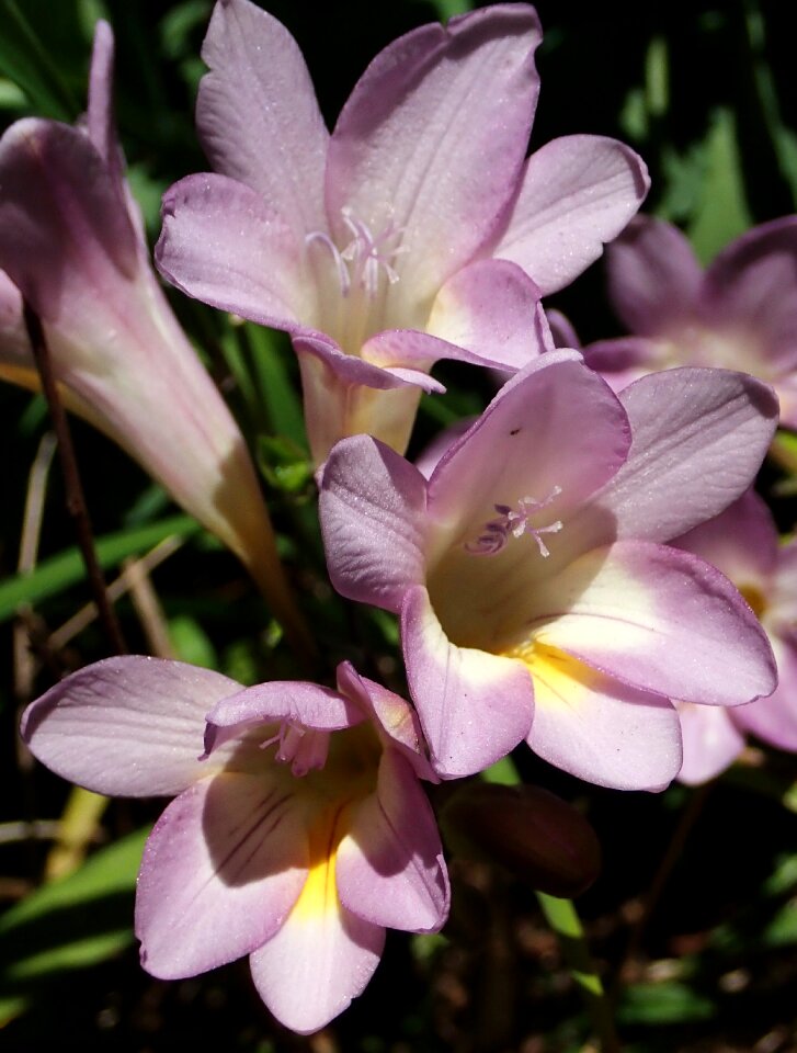 Perfume garden nature