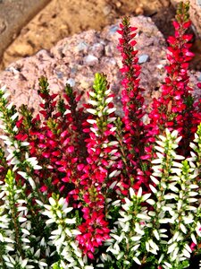 Red small petals plant