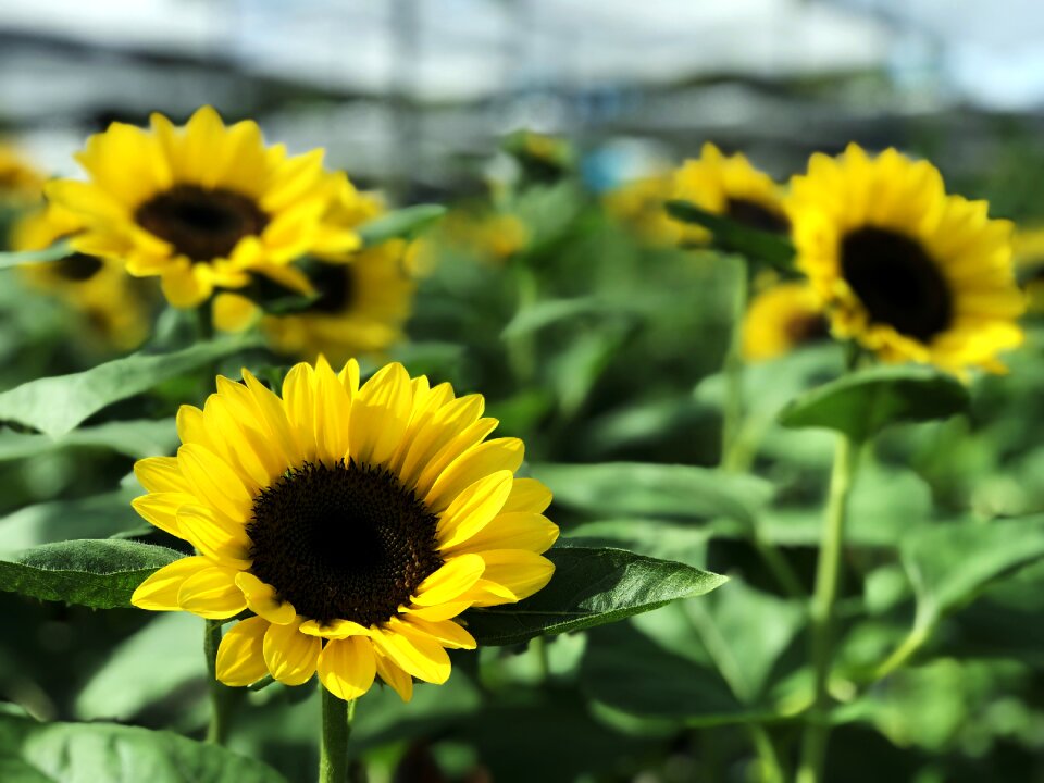 Flowers yellow the sun photo