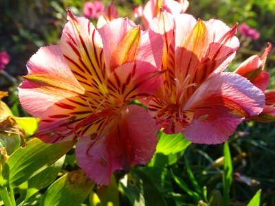 Garden petals rhododendron photo