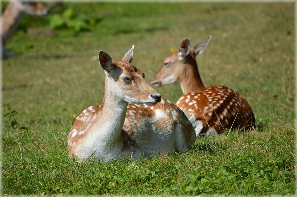 Ruminant animal wildlife
