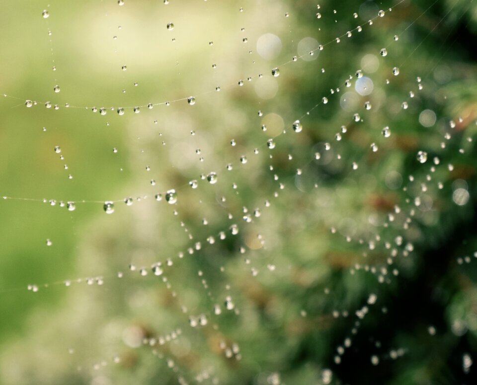 Dew waterdrop water