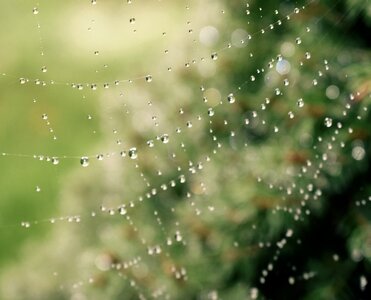 Dew waterdrop water