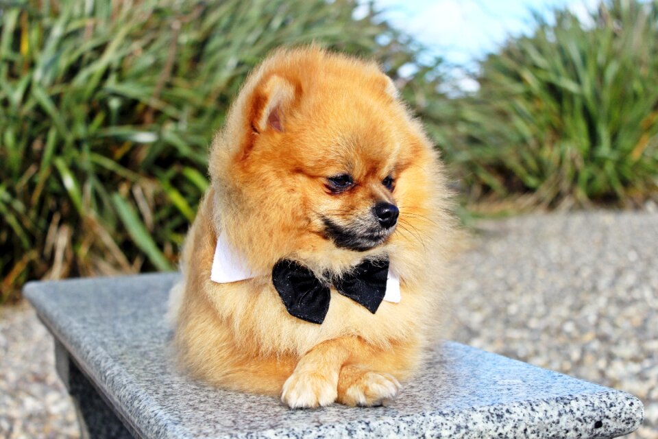 Dog pet charming
