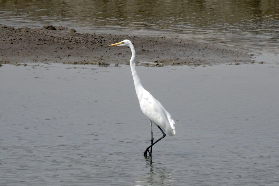 Great white heron great white egret bird