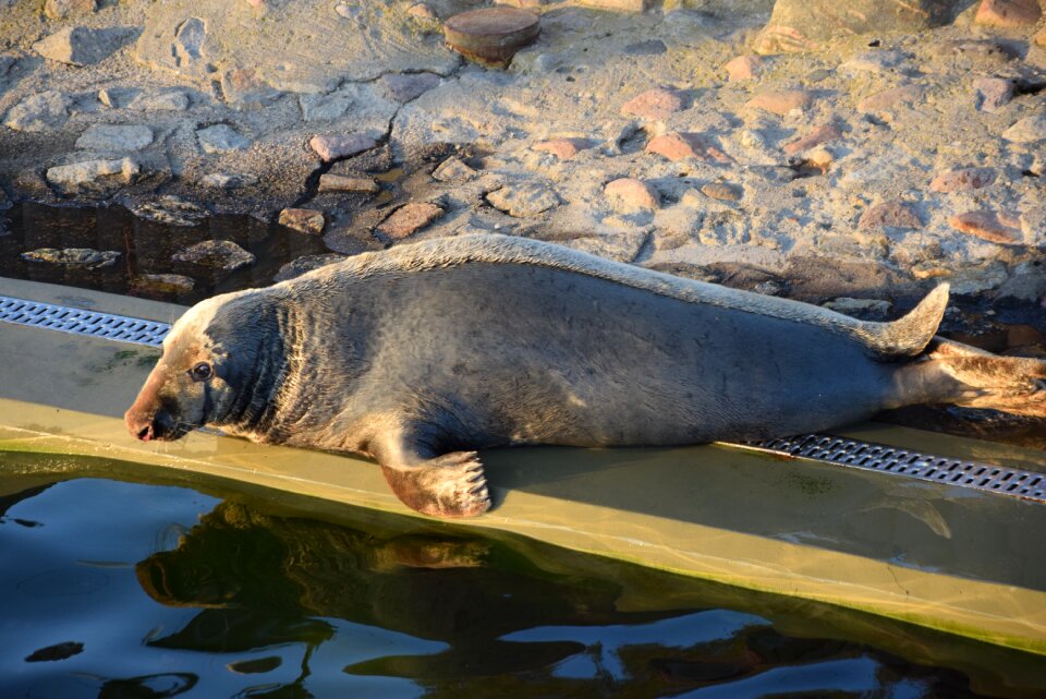 Mammal water zoo